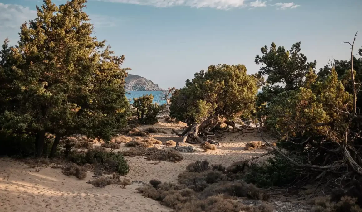Kedrodasos – The Beach for Nature Lovers - Why Chania